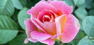 Що зірки нам пророкують: гороскоп на 1-7 липня 2024 року