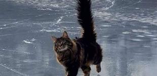 Значний сніг, туман та ожеледиця: у ДСНС поппередили про погіршення погоди