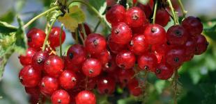 Як заморозити смородину на зиму — зручні способи