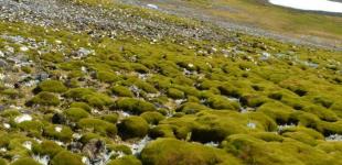 Антарктида зеленіє: площа рослинності зросла вдесятеро за останні 35 років