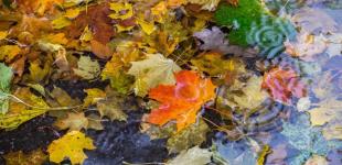 Гороскоп на 7 листопада для всіх знаків зодіаку: день матеріалізації слів та думок