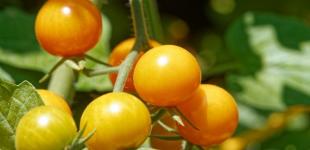 Як доглядати за томатами в червні у відкритому ґрунті та в теплиці: 9 найважливіших порад