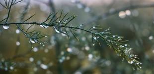 В Україну йде потепління з мокрим снігом і дощами: коли чекати повернення морозів