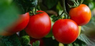 Як виростити смачні, солодкі помідори: всі секрети догляду