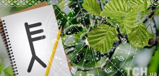 Кельтський гороскоп дерев на 6 серпня 2025 року: Тільцям — рішучість, Водоліям — нові ідеї