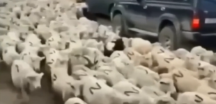 Z-барани: у Росії міністерство опублікувало відео отари із символом Z, а потім видалило