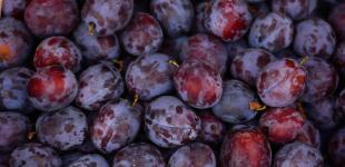 Cлива, яку ми недооцінюємо — а вона лікує