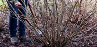 Як та коли обрізати смородину: весняний догляд за кущами