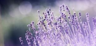 Липень в Україні розпочнеться зі спеки до +37: прогноз від синоптикині