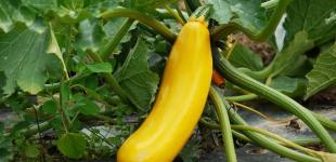 Поставлять урожай під загрозу: три помилки, які гублять кабачки ще до зав'язі плодів