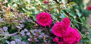 Гороскоп на 21 липня для всіх знаків Зодіаку: день, коли потрібно позбавлятися непотрібних речей