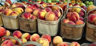 В Україні втрачено до 80% врожаїв: скільки влітку коштуватимуть популярні фрукти