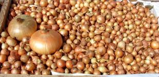 Стало відомо, в чому потрібно замочити цибулю перед садінням для гарного врожаю, щоб не було стрілок