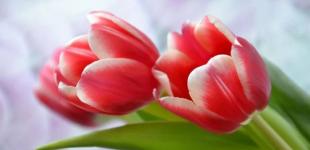 Чи буде вихідний 8 березня 2025 року: скасували це свято в Україні чи ні