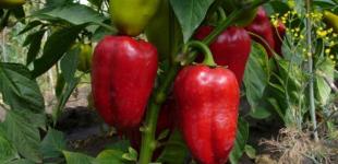 Де найкраще посадити перець: овочі виростуть м’ясистими й великими