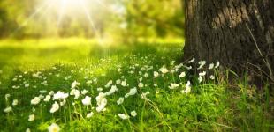 Погода на літо 2024: чи буде сильна спека в Україні