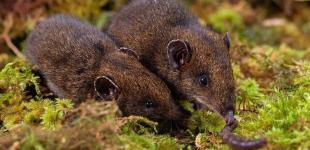 Виявлено п'ять нових видів їжаків з м'якою шерстю