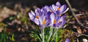 В Україні буде по-весняному тепло, температура - до +21°: прогноз погоди на 24 березня