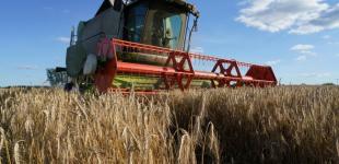 Перший негативний прогноз: урожай зернових в Україні може впасти на 10%
