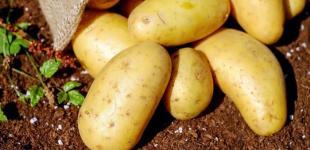 В Україні почали продавати популярний весняний овоч: чому ціни майже в 4 рази вищі за імпорт