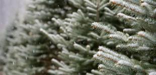 Буде холодно та сніжитиме: прогноз погоди в Україні на 12 грудня