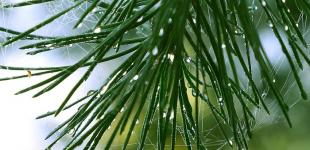 10 січня в Україну увірветься потепління