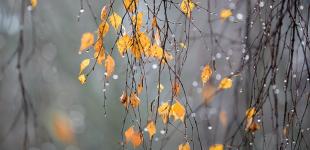 Морози до -5, ожеледиця, але без снігу: якою буде погода на 25 листопада