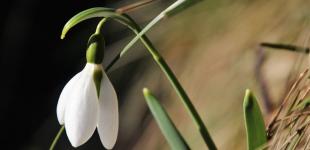 У березні погода готує українцям 