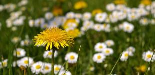 В Україні буде тепло та сонячно, але є нюанс — прогноз народного синоптика Наталки Діденко