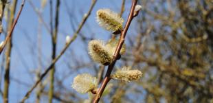 Весна вже в лютому: народний синоптик здивував прогнозом на березень
