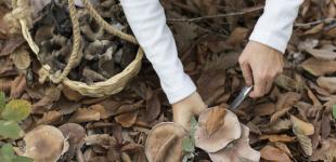 Супрун призвала отказаться от употребления дикорастущих грибов 