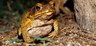 Жабы-каннибалы съедают так много своих детенышей, что они ускоряют эволюцию 