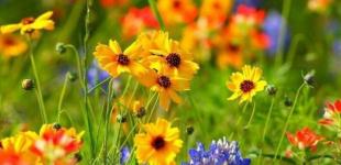 Начинаем с дождей: какой погоды ждать украинцам в июле 