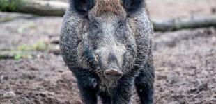 Дания окончательно одобрила забор на границе с Германией 