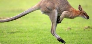 На пустых улицах в Австралии заметили кенгуру 