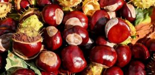 В Киеве открыли пункты приема каштанов