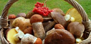 Как не отравиться грибами: у Супрун советуют правило одних суток