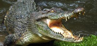 В Индонезии из мести убили почти 300 крокодилов