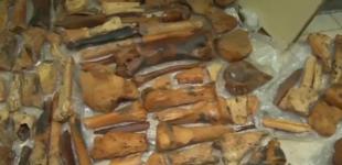 В Крыму в пещере нашли останки мамонтов и мастодонтов 