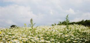 Проводжаємо перший літній місяць: погода на вихідні 25–26 червня