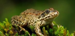 По всему миру массово гибнут лягушки 