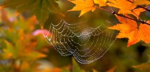 Бабье лето не сдается: погода готовит украинцам сюрпризы