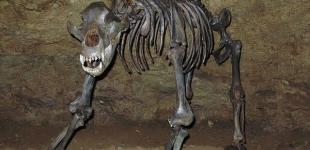 Древний пещерный медведь оказался вегетарианцем 