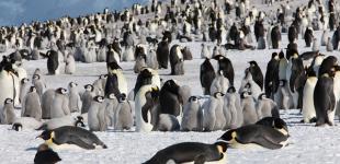 В Антарктиде нашли гигантскую колонию пингвинов 