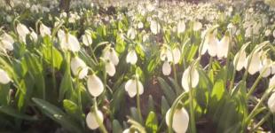 В Черкасской области расцвела уникальная плантация подснежников