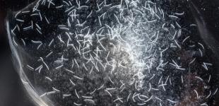 Точно не гепард: Названо самое быстрое существо на Земле 