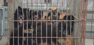 В России у жительницы многоэтажки конфисковали сотню собак 