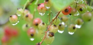 Дожди, град и до +32°: какой будет первая неделя лета