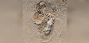 Найдены самые древние следы предков человека 