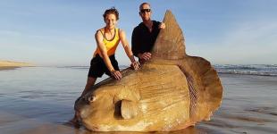 В Австралии рыбаки нашли гигантскую солнечную рыбу 